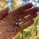 A Joro spider next to human hand for comparison.